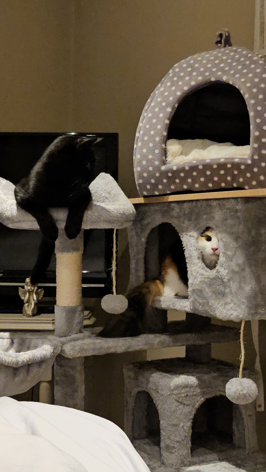 Canary Happy Pet in Croydon London